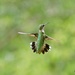 LHG_7972 Flight dancer