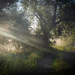 Towards the light