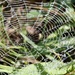 Tiny Spider Web