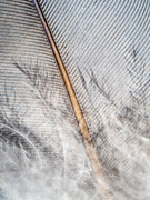 1st Aug 2025 - 54/365