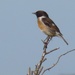  Stonechat..