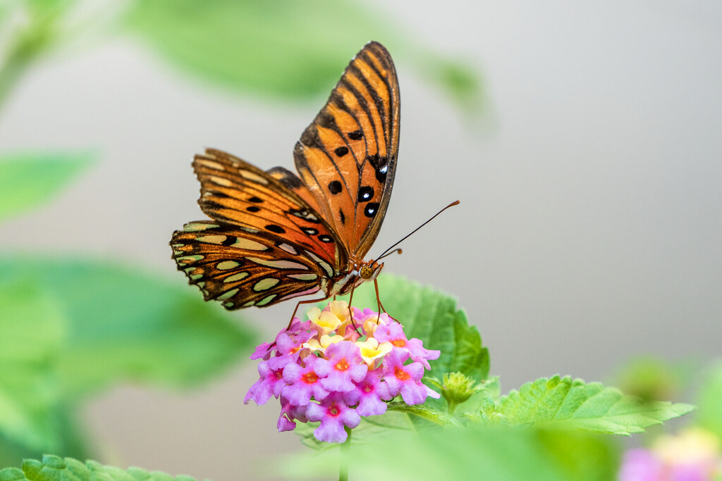 Gulf Fritillary by kvphoto