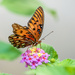 Gulf Fritillary by kvphoto