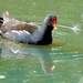Moorhen 