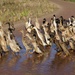 Vergenoegd Low's Duck Parade P8011079