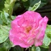 Pink Rose