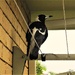 Magpie Serenade ~