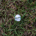 Bird egg...