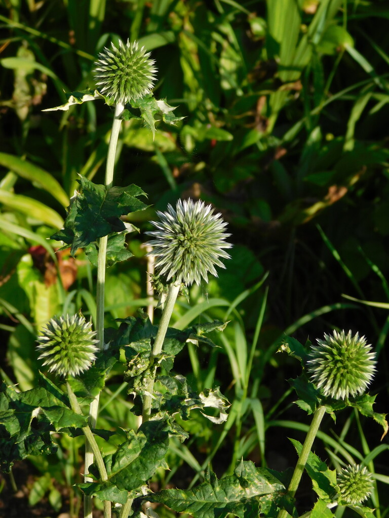 first colour on my echinops by anniesue