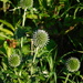 first colour on my echinops