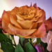 Floral Composition in Tungsten by marylandgirl58