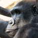Gorilla Up Close