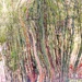 Contortions of Bamboo by sewfree