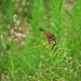 Juvenile Bobolink