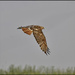 Red-Tailed Hawk