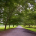 Tree Arch