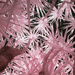 Celestial Needles