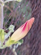 1st Aug 2025 - Morning glory in evening