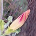 Morning glory in evening