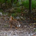 Rabbit on Trail