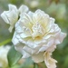 Our roses are waking up & blooming…