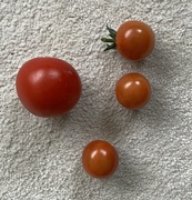 2nd Aug 2025 - First Ones 