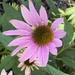 6 22 Coneflower 