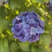 6 22 Hydrangea 