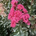 6 23 Crepe Myrtle 
