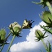 Butterfly Overhead