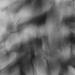 Hosta in abstract-2