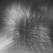 Bristle