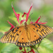 Gulf Fritillary on Bee Balm