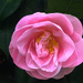 Camellia