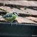 Little blue tit