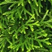 Green patterns