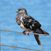 Pigeon