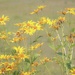 Field of gold