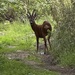 Muntjac deer Flamborough 
