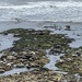 Seals at Flamborough 