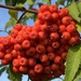 Rowan berries
