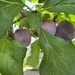 Hidden plums