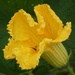 Pumpkin Flower
