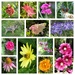 1st August Garden Snapshot