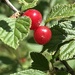 Red Berries 