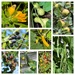 Collage of Edibles in the Garden