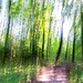 Into the Faerie Wood