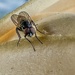 Tiny Fly