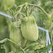 Roma Tomatoes 