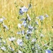 Wildflowers 